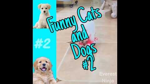 Funny Cats and Dogs Short Video