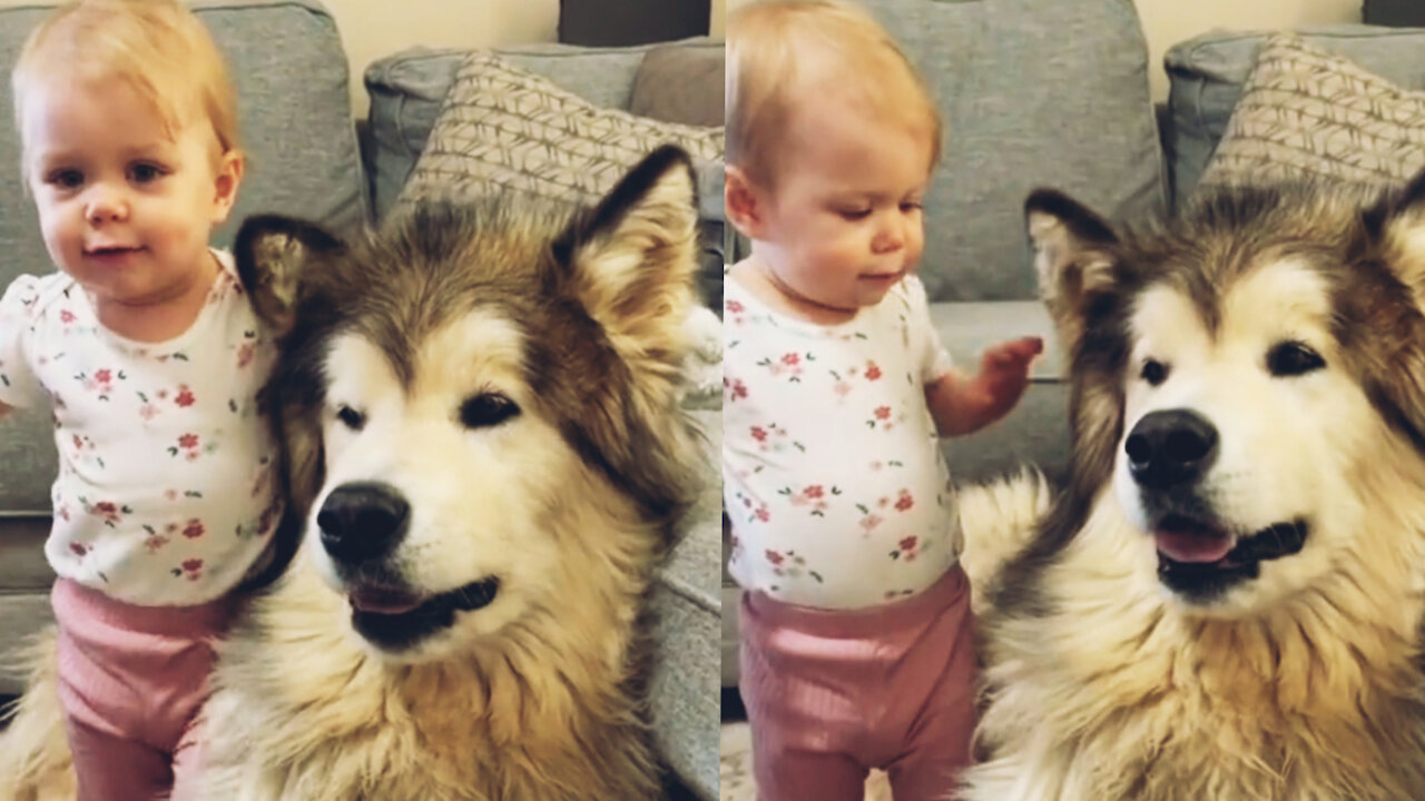 CUTE Nanny Dogs and Babies | Funny Dog loves Baby