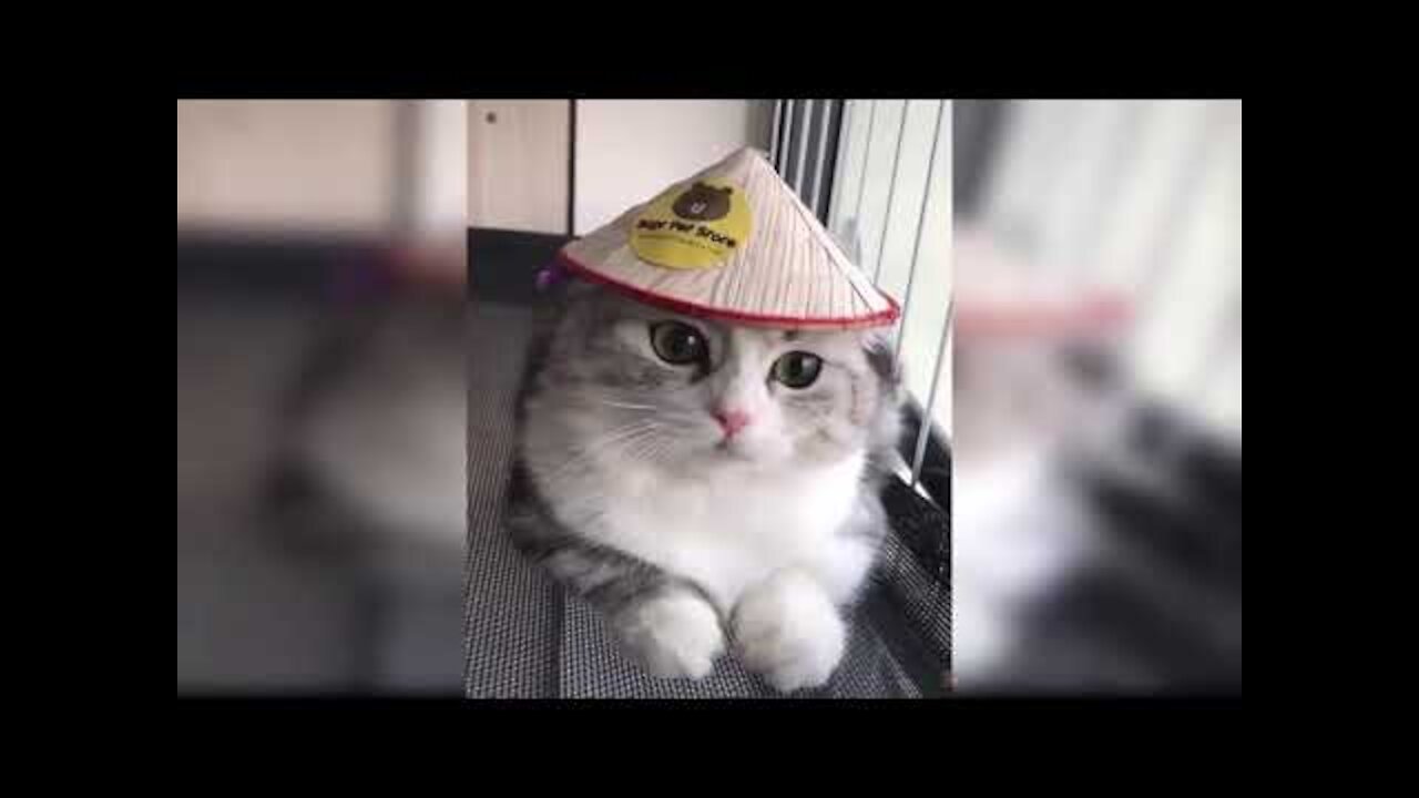 Funny Cats 😂 😹