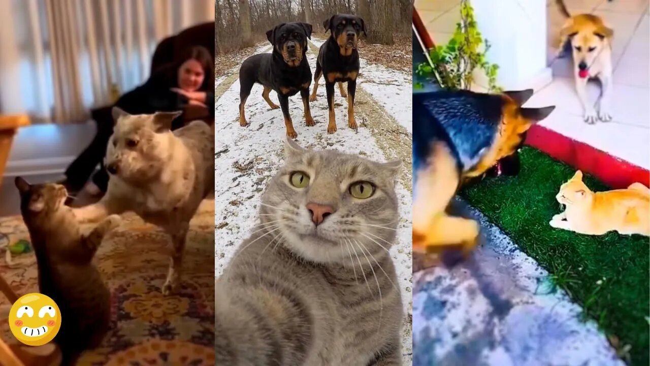 😹 Cats vs. Dogs: Who's Funnier? You Decide! 😂🐈🐕" /#8