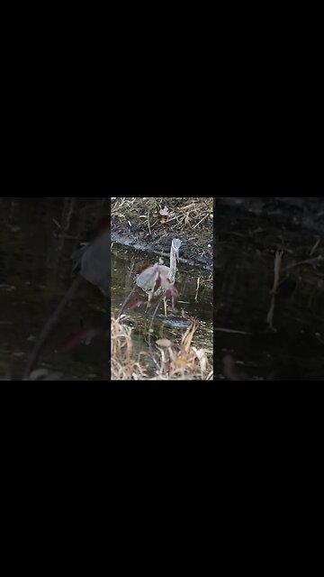 Great Blue Heron Goes Fishing #bird