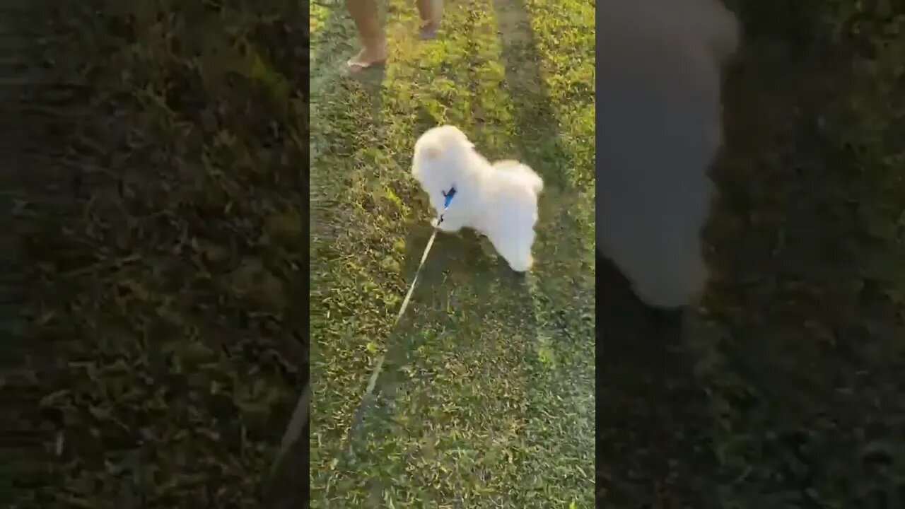 cachorrinho no parque