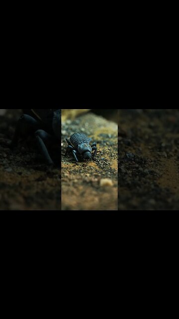 an EMOTIONAL Blue Death Feigning Beetle 🪲