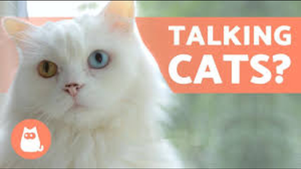 Cats talking !! These Cats can Speak English better than Human