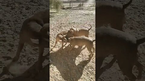 Pitbull Playtime