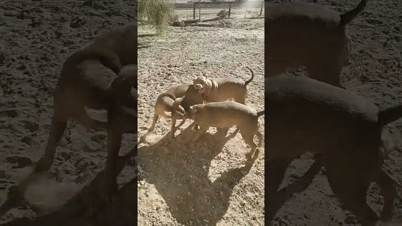 Pitbull Playtime