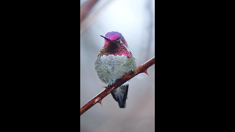 beach bird