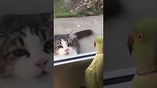 Parrot vs Cat l Parrot says "Peekaboo" l #shorts l #talkingparrot l @BikisAviary