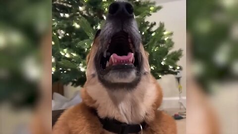 Funniest Animals Videos Best Cat sand Dogs Videos 2022!