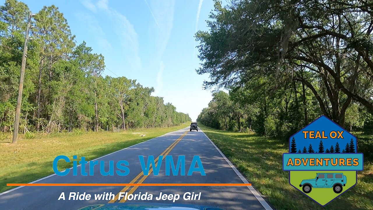We Take an Interesting Ride Through Citrus Wildlife Management Area with Florida Jeep Girl