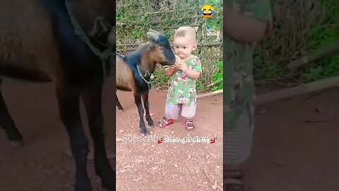 Goat eat child toffee #entertainment