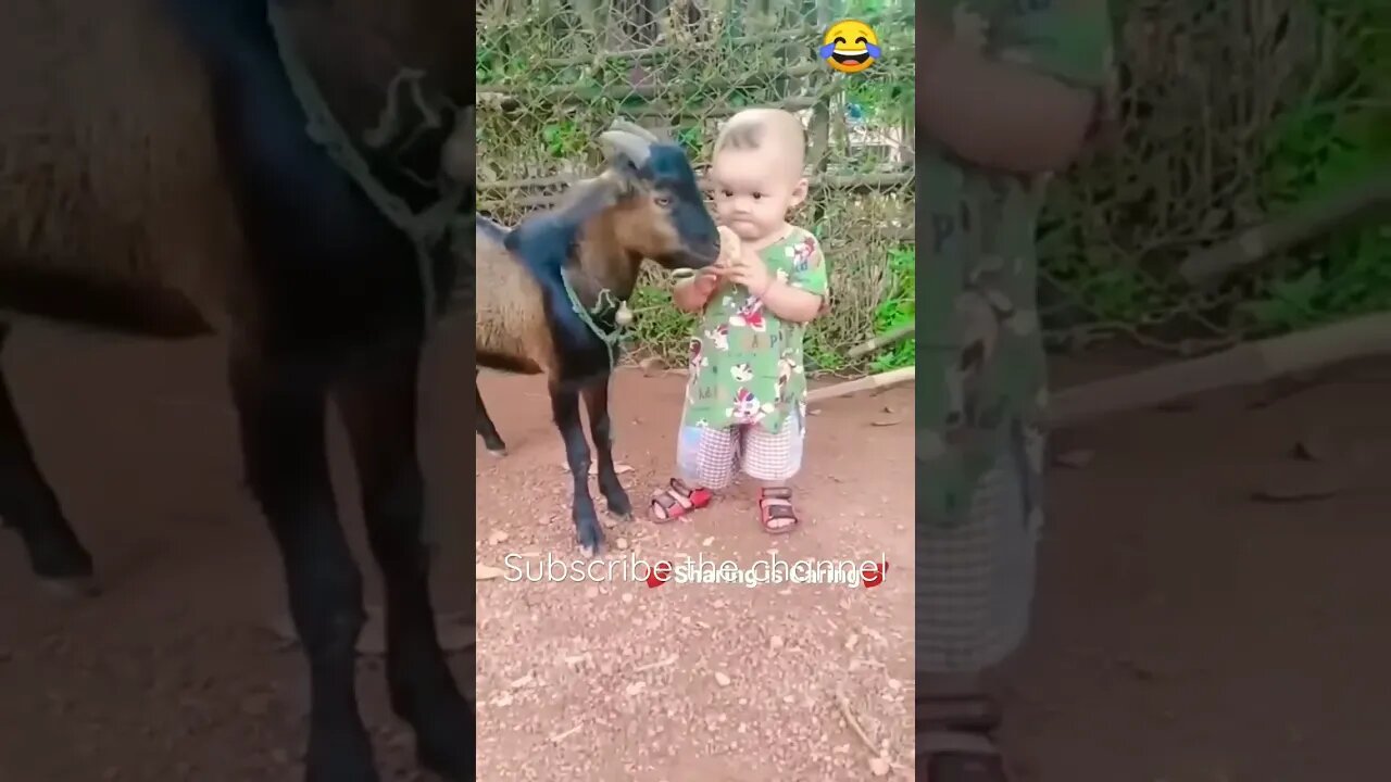 Goat eat child toffee #entertainment