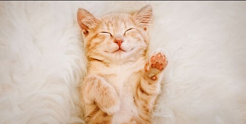 Vidéos de chats drôles jamais 2023🐱
