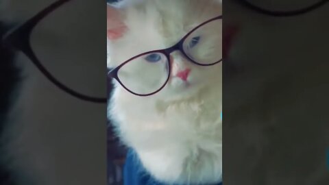 Amazing Cat