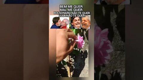 BOLSONARO BEM ME QUER E LULA BEM ME QUER🌹🌹😌Que Rosa mais cheirosa