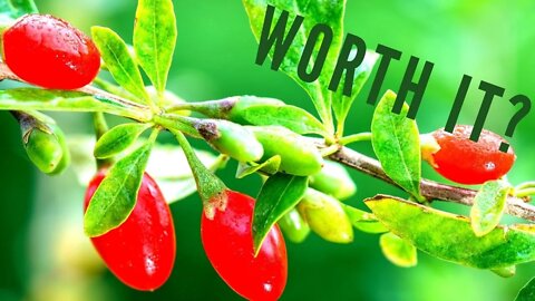 Unlock The Secrets Of This Rare Cold Hardy Fruit!! Vitamin Packed Powerhouse To Amaze!!