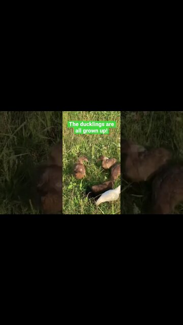 Ducklings Out For A Walk! #babyducks #cuteanimals #shorts