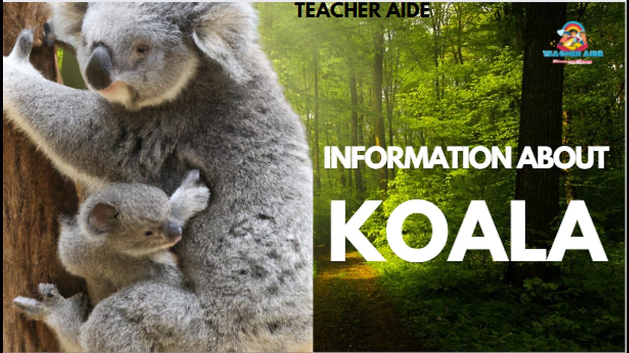 Information about | Koala | Teacher Aide | Australia