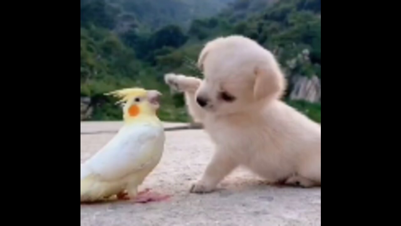 Dog and bird
