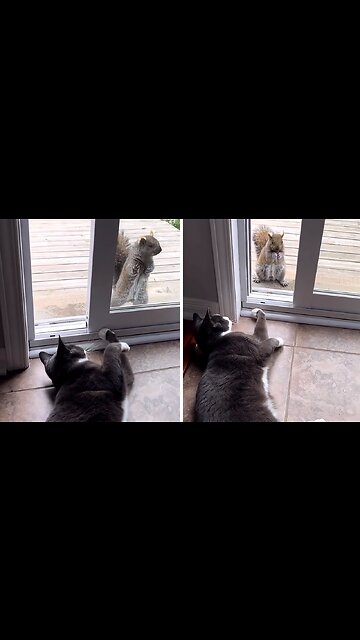 Friendly Wild Squirrel Adorable Tries To Play With House Cat