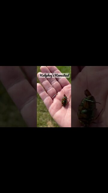 Flying green June beetle