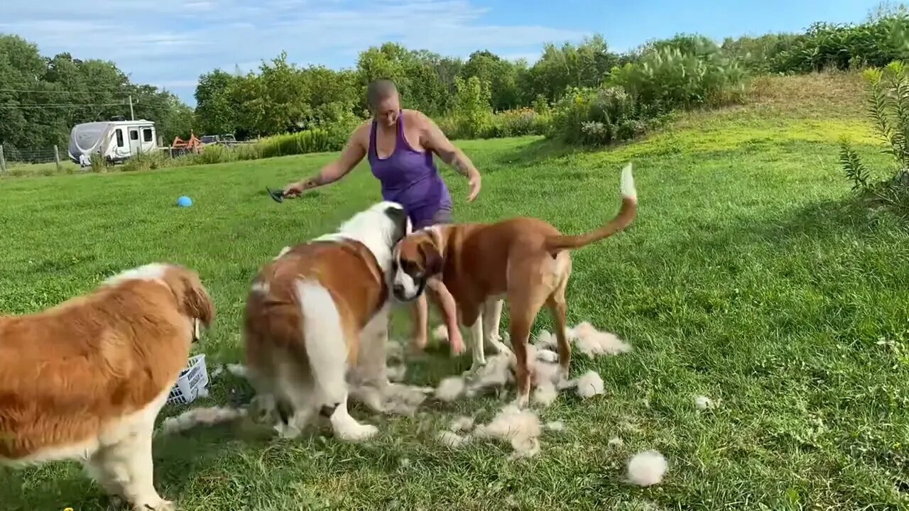 St. Bernard grooming Timelapse