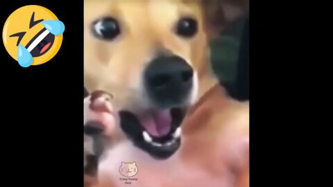 Best Funniest Pet Videos - Best Funny Animal Videos Compilation! #11