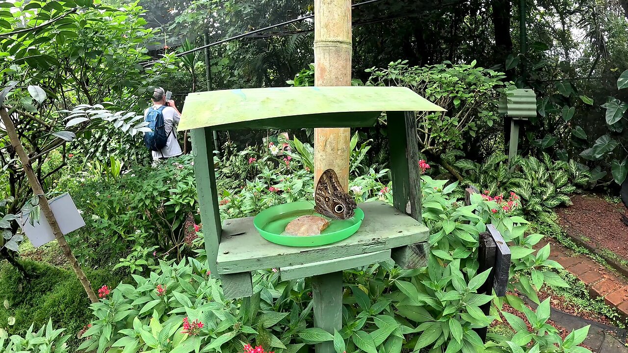 Butterfly Garden in San Jose Costa Rica Part: 1