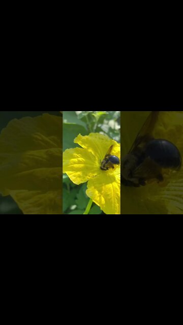 Carpenter bees pollinating loofah￼