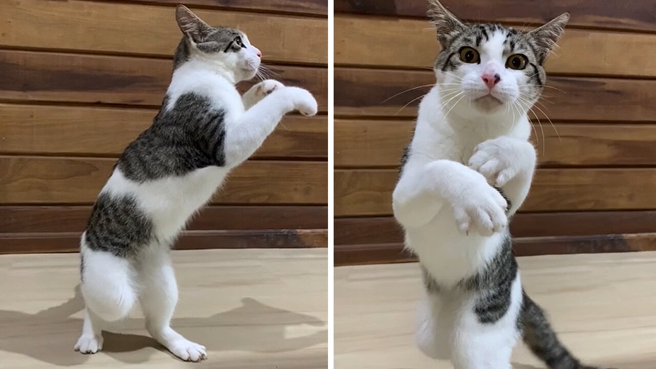 Athletic Cat Shows Off Its Impressive Boxing Skills