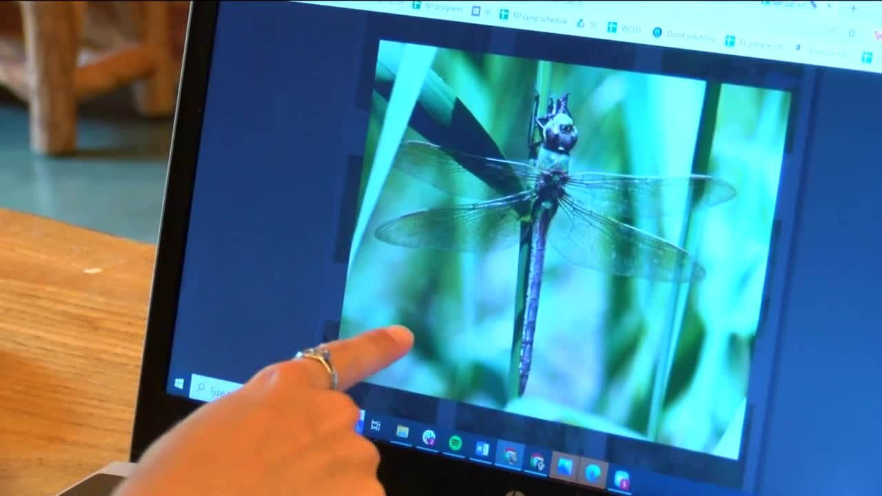 Why are large swarms of dragonflies being spotted around Milwaukee?