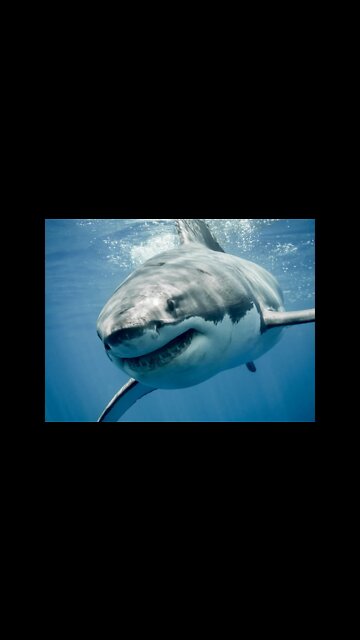 Shark 🦈🦈🦈Feeding Frenzy! 😮 #shorts