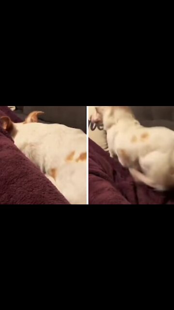 Dog Asleep, Scared By The Scream Of His Owner