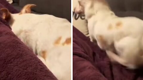 Dog Asleep, Scared By The Scream Of His Owner