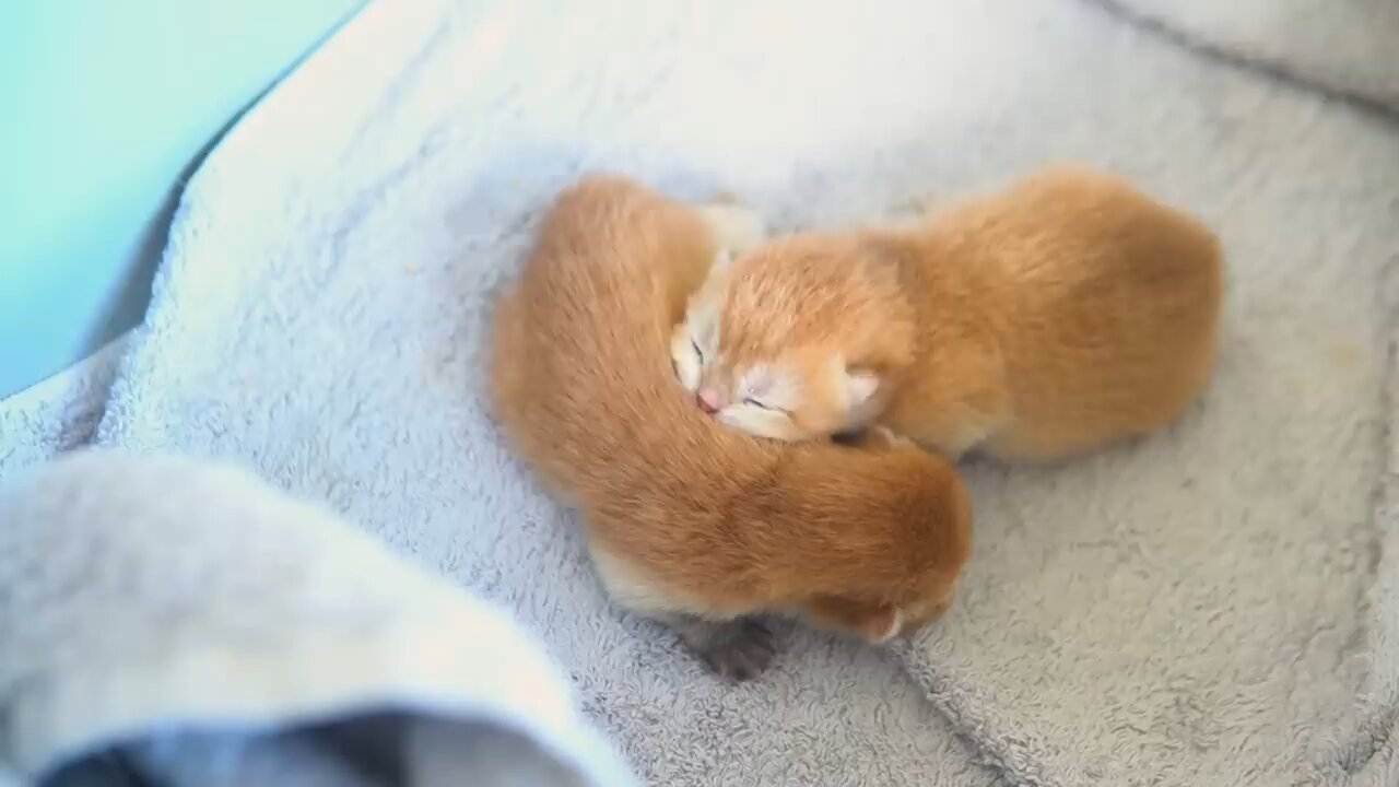 cute kitty