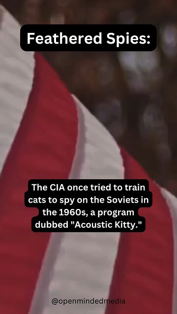 Your cat may be spying on you 👀😂