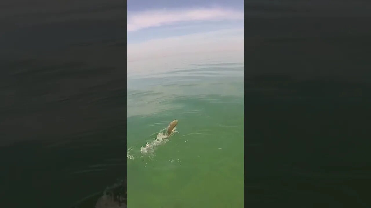 Clear Water Bed Fishing Battle #shorts #fishing