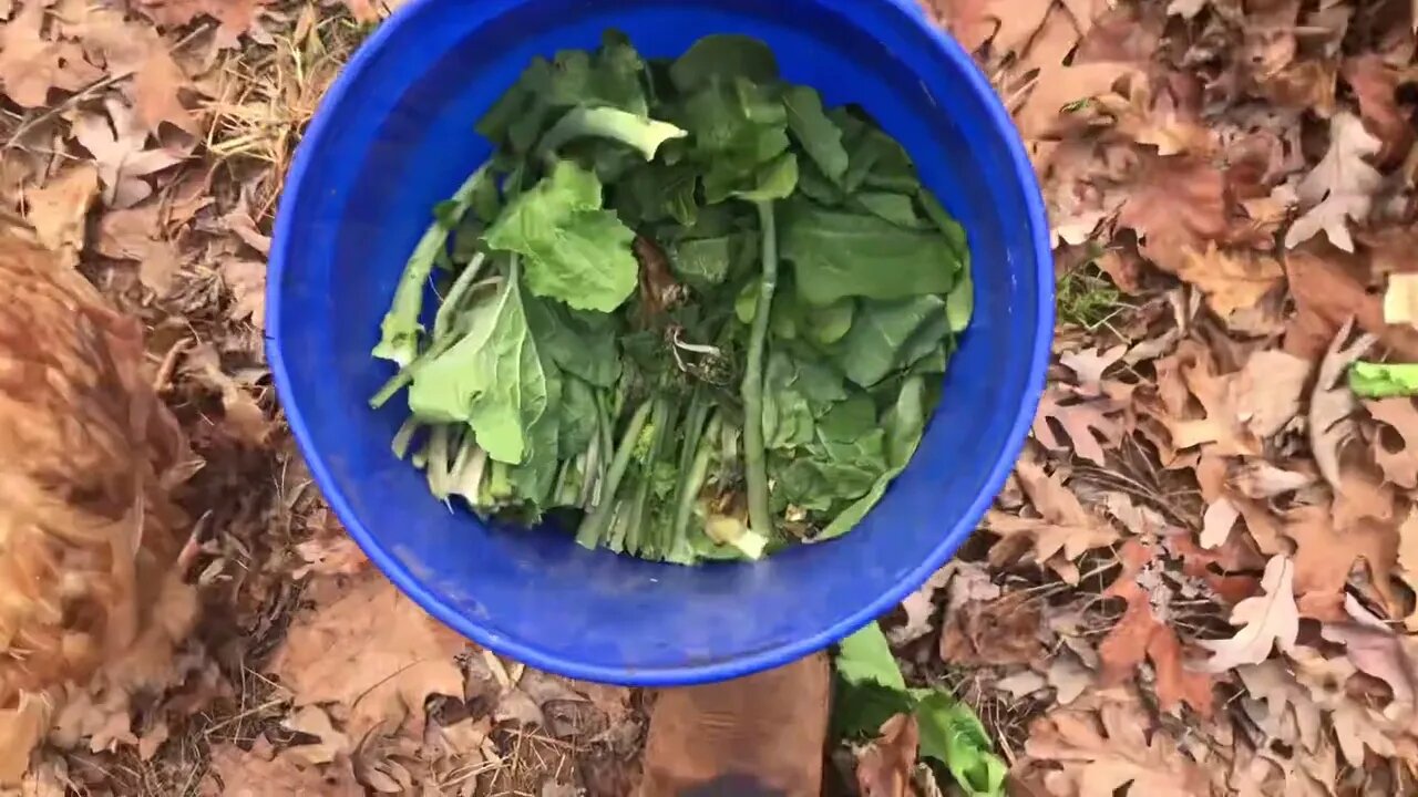 These goats taught me an important livestock lesson