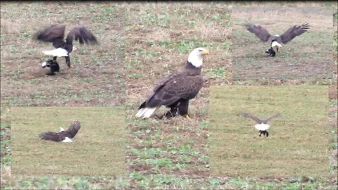 BALD EAGLE wildlife photography vlog