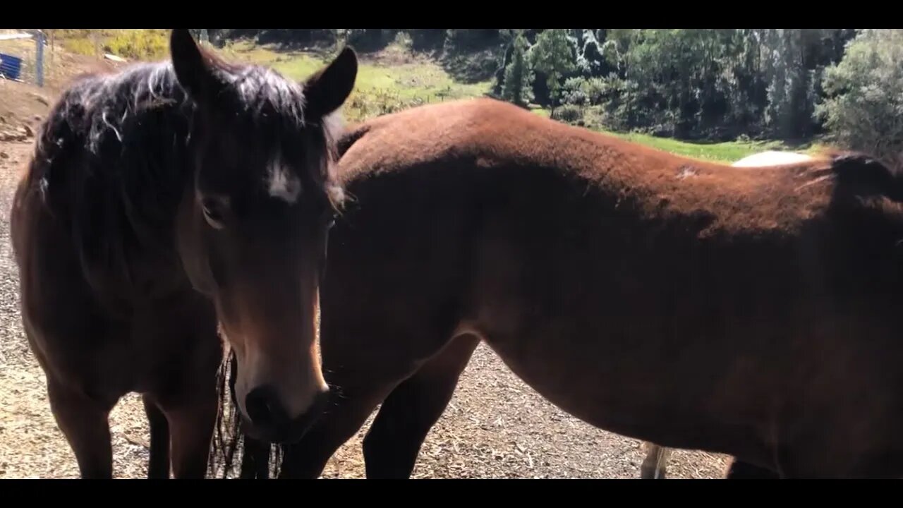 Feeding the horses on a very windy day. It's a testimony to how settled they are