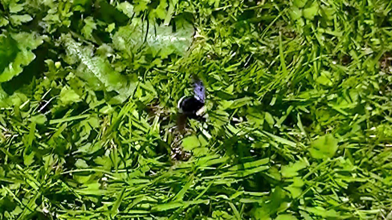 IECV NV #523 - 👀 House Sparrow Taking Off & Trying To Follow A Bumblebee 🐤5-4-2018