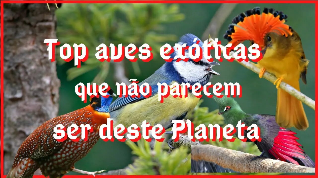 Top aves exóticas que não parecem ser deste Planeta