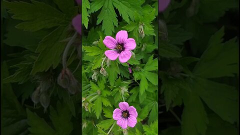 Geranium