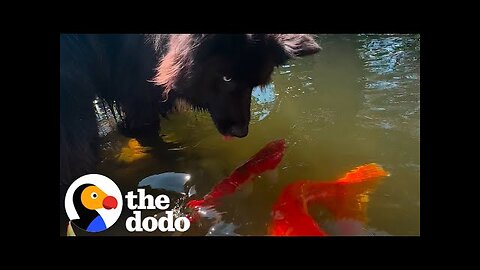 Dog Loves His Grandpa's Koi Pond