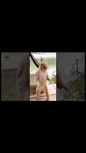 मैं जा रहा हूं दूर आवाज दोगी क्या, monkey funny video