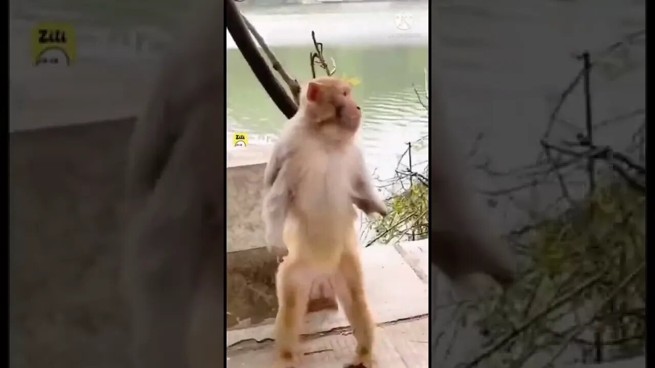 मैं जा रहा हूं दूर आवाज दोगी क्या, monkey funny video