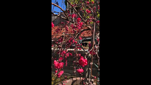 Flowers are booming in our garden. It is going to be a terrific year. 我們的花園裡鮮花盛開. 這將是一個花開富貴的好年.