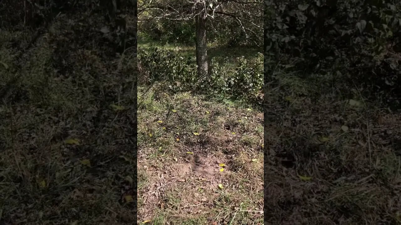 Fresh scrape 🦌