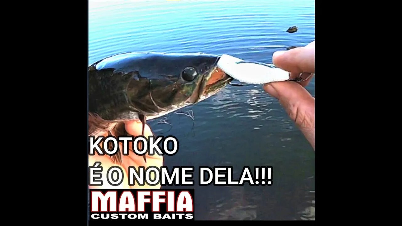 ESSA LARVINHA PEGA MUITO PEIXE!!! CONHEÇA A KOTOKO #Shorts