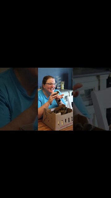 Khaki Campbell Ducklings Have Arrived! #shorts #babyanimals #homesteadbabies